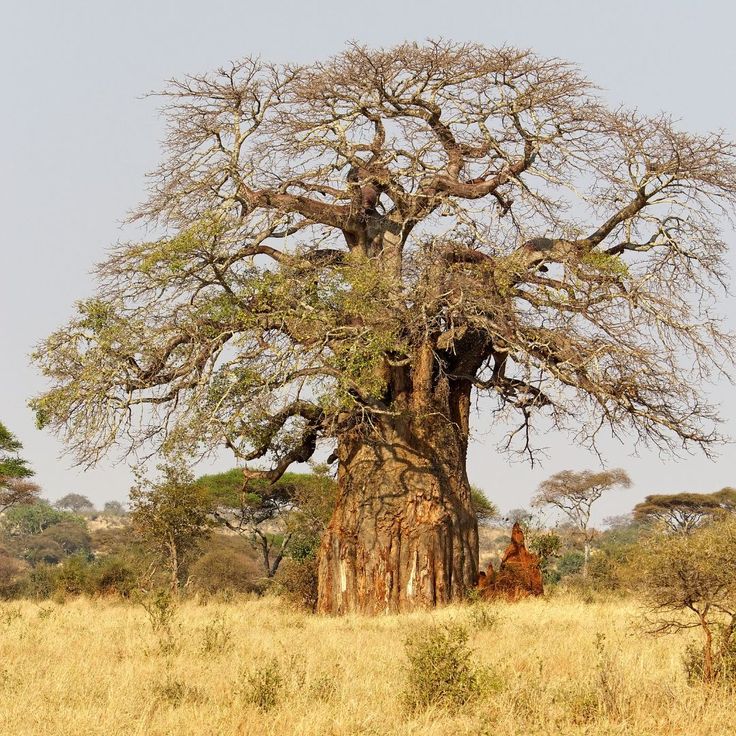 O Embondeiro Também Cai